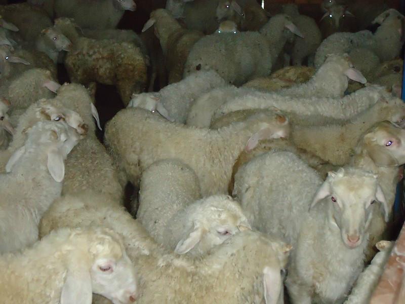 供應(yīng)牲畜交易市場，華北牲畜交易市場，東北牲畜交易市場