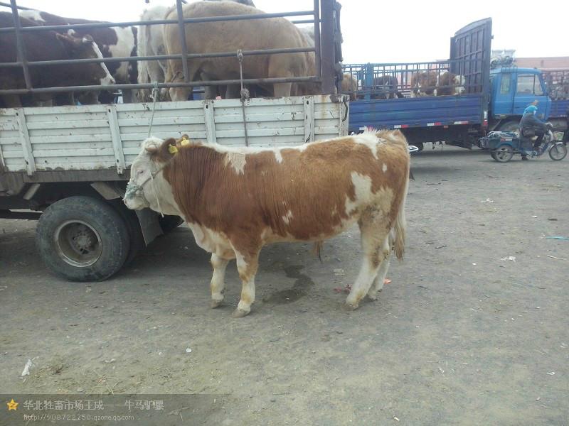 供應(yīng)西門塔爾品種牛