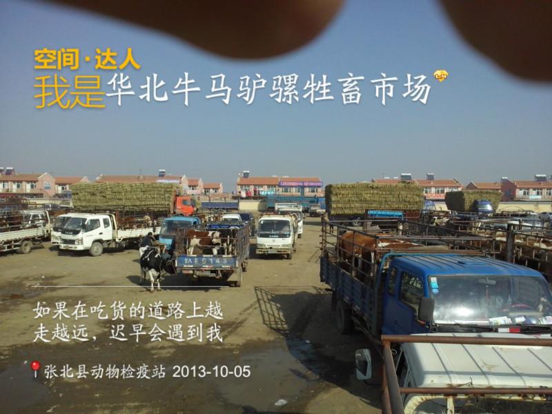 供應優(yōu)質肉牛犢種苗價格合適