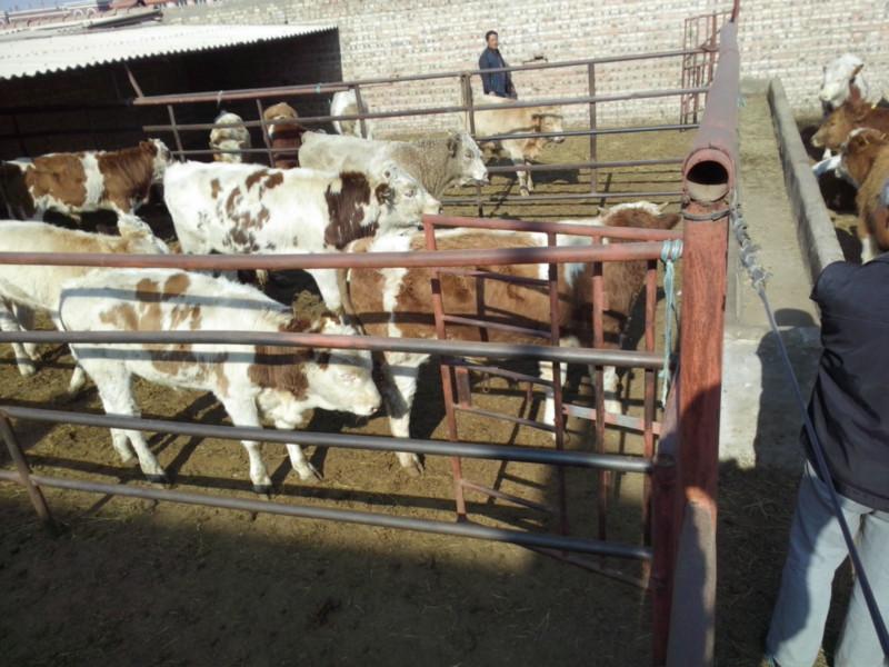 供應(yīng)華北牲畜肉牛犢，肉牛犢價格，肉牛犢批發(fā)商，肉牛犢供應(yīng)商