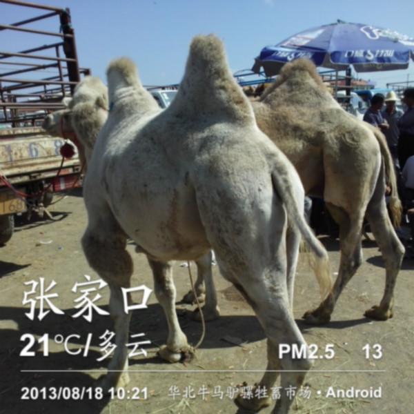 供應張北.華北牲畜交易市場中間沒人