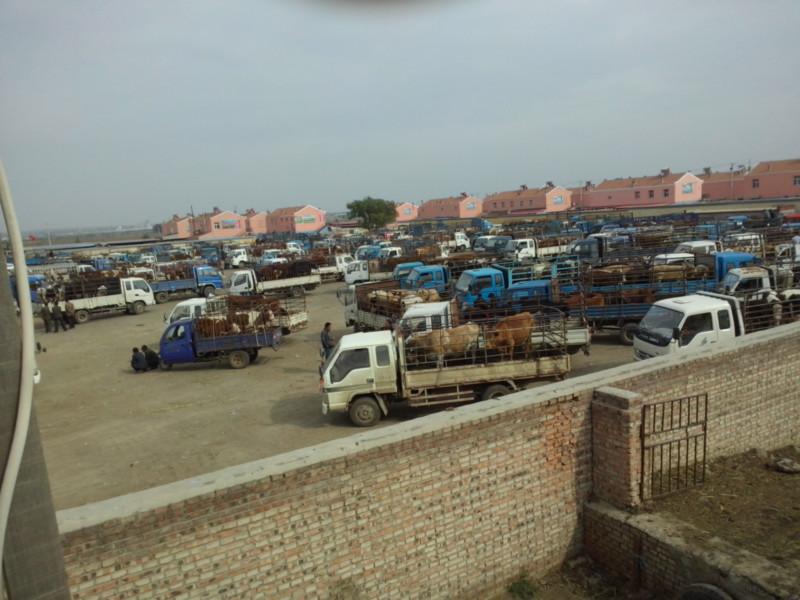 供應(yīng)華北牲畜肉牛犢，肉牛犢價格，肉牛犢批發(fā)商，肉牛犢供應(yīng)商