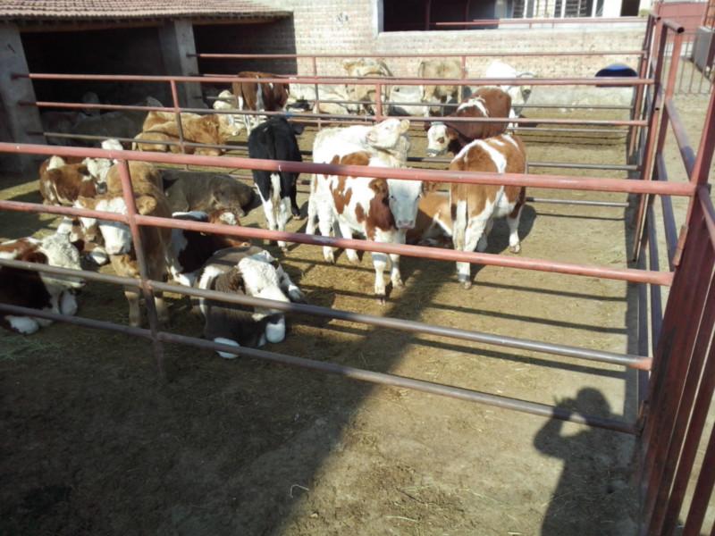 供應肉牛肉牛犢貨比三家好價格