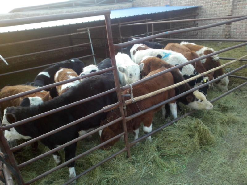 供應品種肉牛犢,品種牛批發(fā)價格,肉牛犢批發(fā)價格,品種肉牛犢批發(fā)價