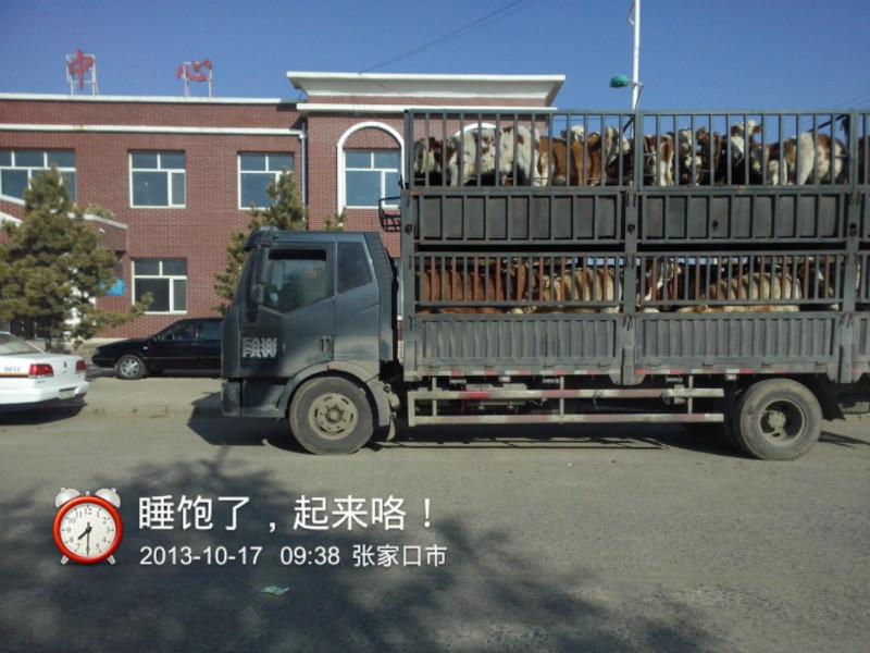 優(yōu)質(zhì)肉牛犢圖片