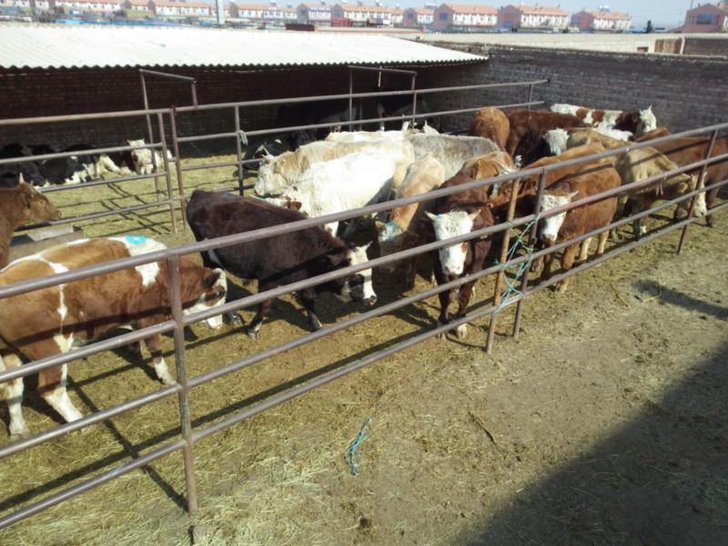 供應品種肉牛犢,品種牛批發(fā)價格,肉牛犢批發(fā)價格,品種肉牛犢批發(fā)價