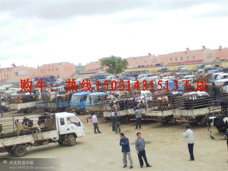 供應(yīng)西門塔爾品種牛