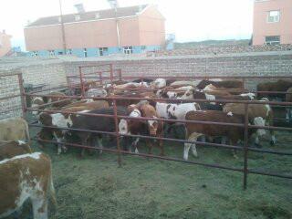 供應(yīng)肉牛犢好品種的銷售價格