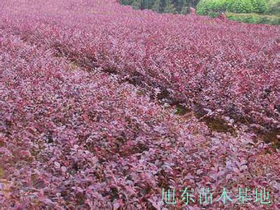 供应红叶小檗金叶女贞价格山西冬青苗