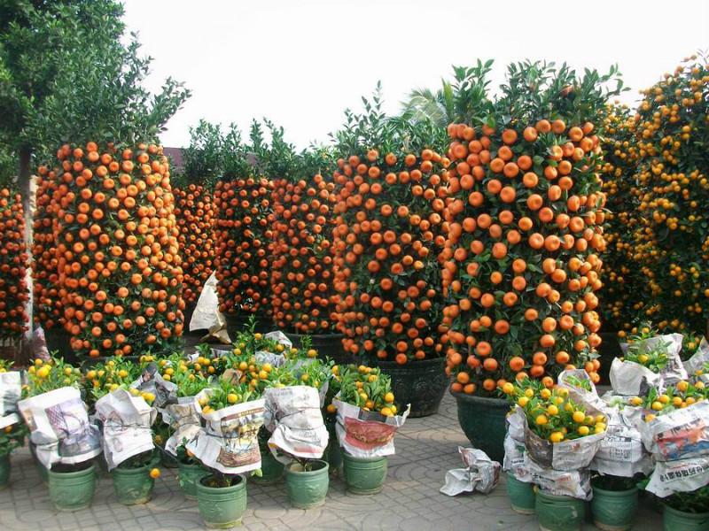 东莞春节花卉供应盆景销售供应东莞春节花卉供应 盆景销售 春节摆放植物出售 