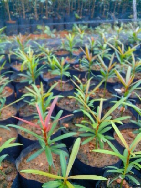 供應(yīng)北海海島羅漢松小苗