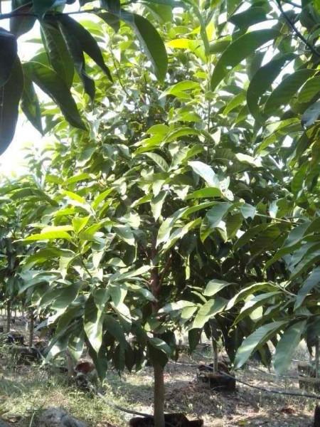 供應(yīng)重慶盆栽白蘭花，重慶盆栽白蘭花批發(fā)價格，重慶盆栽白蘭花種植基地