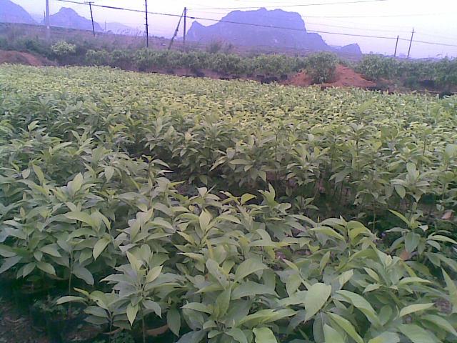 供應(yīng)南寧黃桷蘭種苗，南寧黃桷蘭種苗批發(fā)價格，南寧黃桷蘭種苗生產(chǎn)供應(yīng)商