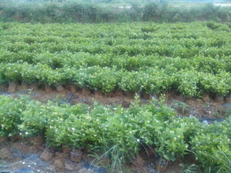 供應(yīng)橫縣茉莉花袋苗，橫縣茉莉花袋苗種植基地，橫縣茉莉花袋苗批發(fā)價格