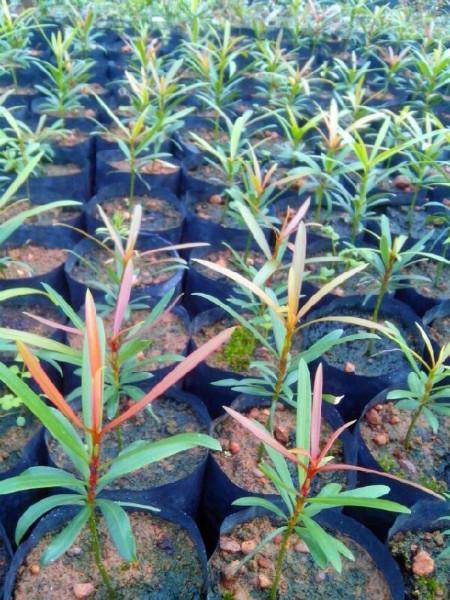 供應(yīng)北海海島羅漢松小苗