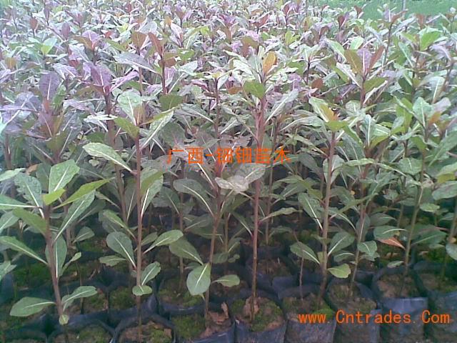 供應(yīng)小葉欖仁，小葉欖仁苗圃，小葉欖仁價(jià)格，廣西小葉欖仁種植批發(fā)基地