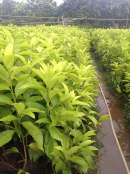 供應(yīng)南寧黃桷蘭種苗，南寧黃桷蘭種苗批發(fā)價格，南寧黃桷蘭種苗生產(chǎn)供應(yīng)商