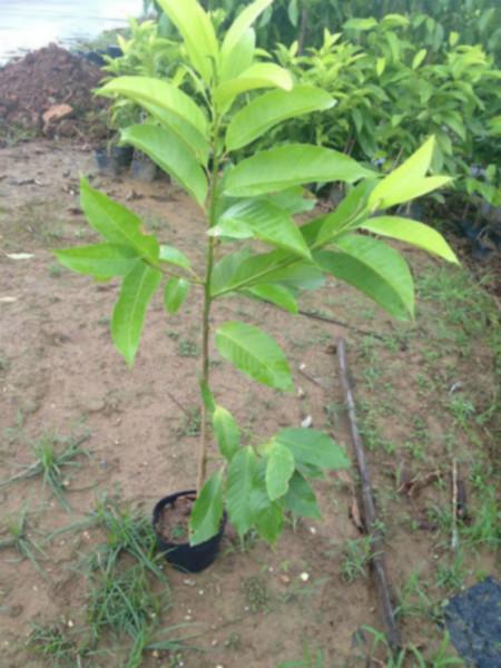 供應(yīng)南寧黃桷蘭種苗，南寧黃桷蘭種苗批發(fā)價格，南寧黃桷蘭種苗生產(chǎn)供應(yīng)商