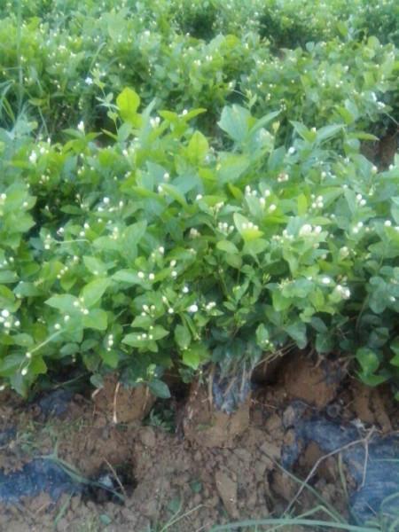 供應(yīng)橫縣茉莉花袋苗，橫縣茉莉花袋苗種植基地，橫縣茉莉花袋苗批發(fā)價格