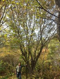 供應(yīng)五角楓、叢生五角楓