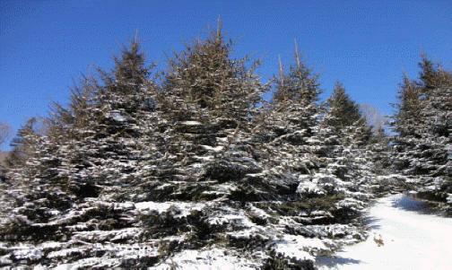 供應(yīng)東北紅皮云杉密枝云杉遼寧刺槐營(yíng)養(yǎng)刺槐大地苗3-8米云杉紅皮云杉密枝云杉