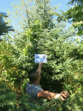 供應(yīng)2-13假青杄云杉、紅皮云杉，樹形優(yōu)美 ，價(jià)格合理