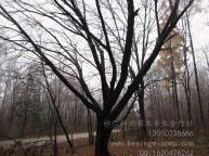 供應(yīng)五角楓、叢生五角楓