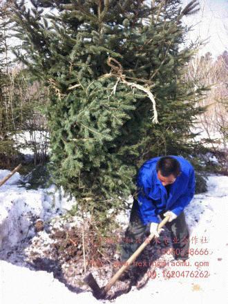 供應(yīng)2-13假青杄云杉、紅皮云杉，樹形優(yōu)美 ，價(jià)格合理