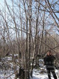 供應(yīng)東北水曲柳遼寧叢生水曲柳桓仁刺槐3-10條每分支大于6cm叢生水曲柳，*叢生水曲柳