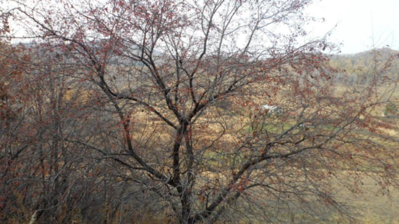 供應(yīng)棠李子，棠李子苗木，棠李子苗木基地