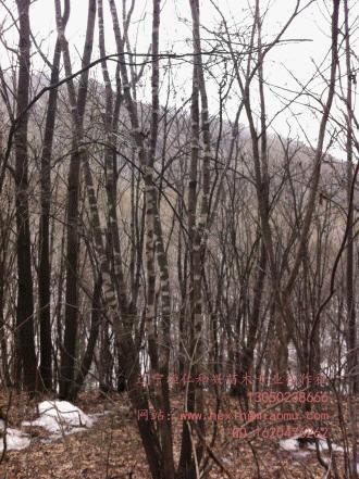 供應(yīng)白蠟、水曲柳、五角楓、蒙古櫟、水榆花楸等山地苗木