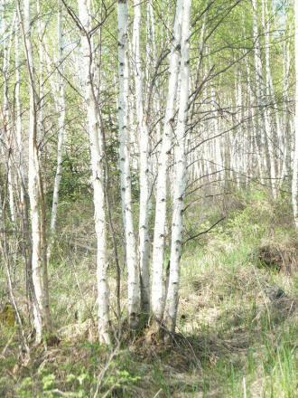 供應(yīng)白樺、叢生白樺