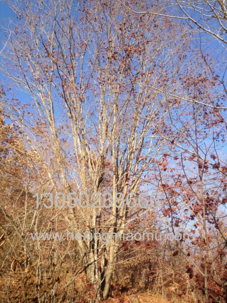 東北造型五角楓 遼寧叢生五角楓 本溪五角楓（1-5年帽，造型五角楓）叢生五角楓 造型五角楓 叢生五角楓