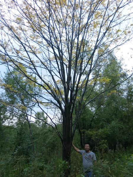 供應(yīng)黃菠蘿、臭李子、老蛙眼、山桃、水榆花楸、山槐等山地苗木