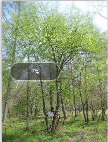 10-18cm山丁子蒙古櫟五角楓圖片