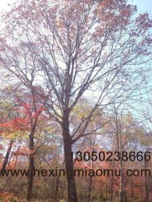 供應(yīng)蒙古櫟、叢生蒙古櫟