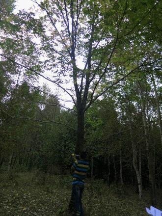 供應(yīng)黃菠蘿、臭李子、老蛙眼、山桃、水榆花楸、山槐等山地苗木