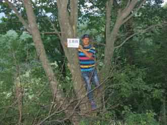 供應(yīng)叢生五角楓叢生白樺叢生蒙古櫟3-8條叢生五角楓*價(jià)格