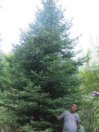 供應(yīng)云杉、假青杄云杉