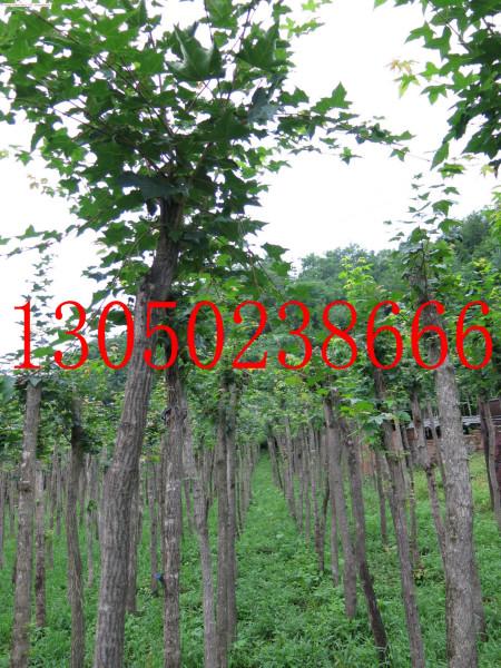 供應(yīng)8-10公分五角楓 桓仁和興苗木五角楓基地8-10公分五角楓