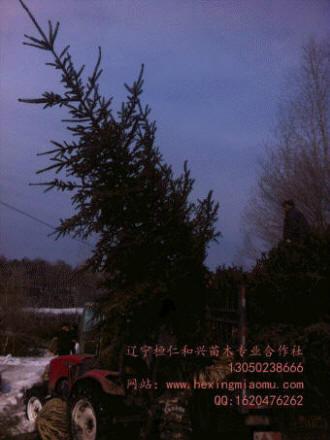 供應(yīng)云杉、假青杄云杉