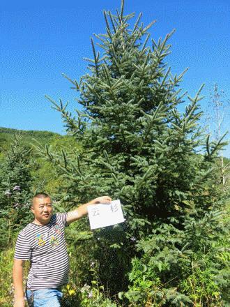 供應(yīng)云杉、假青杄云杉