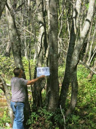 供应一年生刺槐苗辽宁一年生刺槐苗 桓仁和兴苗木专业种植基地图片