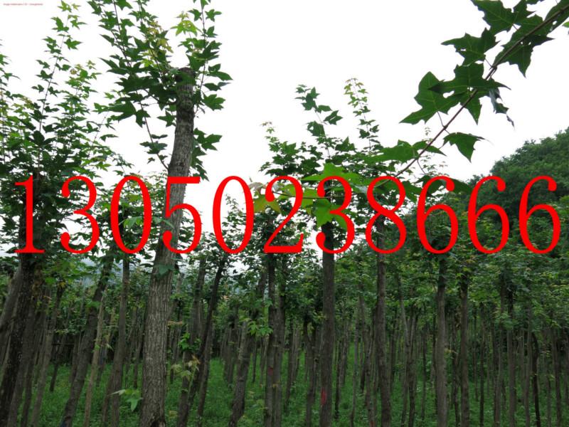 供應(yīng)8-10公分五角楓 桓仁和興苗木五角楓基地8-10公分五角楓