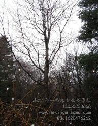 供應(yīng)元寶楓、叢生元寶楓、叢生五角楓、樹(shù)形優(yōu)美 遼寧*元寶楓價(jià)格