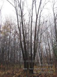 供應(yīng)水曲柳、叢生水曲柳、山桃、蒙古櫟等山地苗木