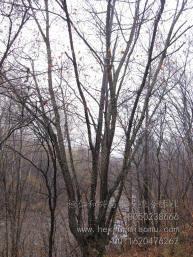 供應(yīng)五角楓、叢生五角楓