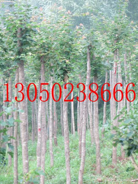 供應(yīng)2-5公分裸根截桿五角楓 遼寧桓仁和興苗木基地2-5公分五角楓