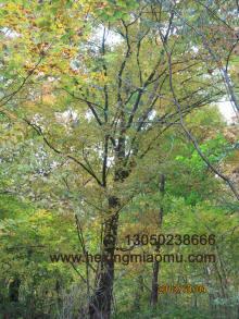 供應(yīng)蒙古櫟、叢生蒙古櫟