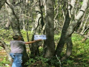 供應(yīng)臭李子 吉林靖宇和興苗木基地叢生臭李子 遼寧臭李子報(bào)價(jià)